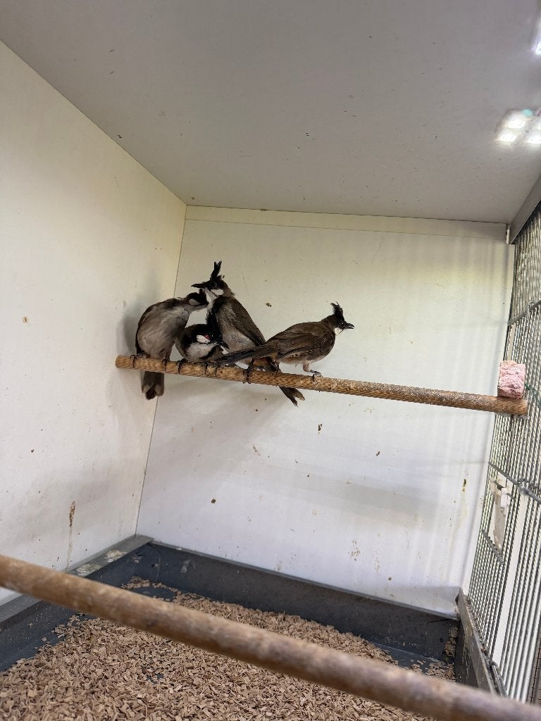 buulbuuls, Dieren en Toebehoren, Meerdere dieren, Tropenvogel