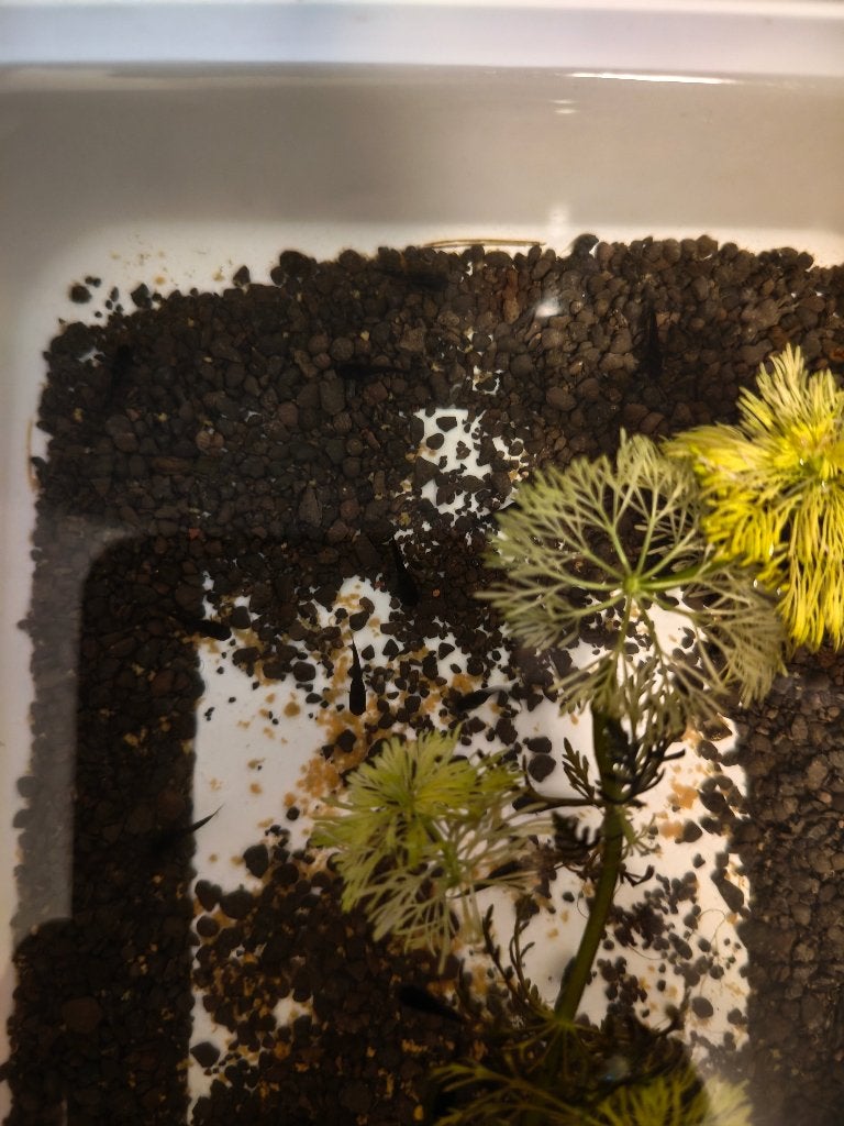 Black mollies, Vis, Zoetwatervis