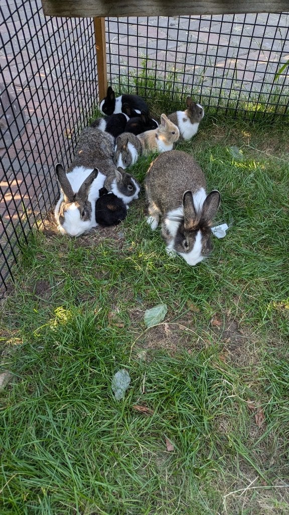 lieve baby konijntjes, Dieren en Toebehoren, Meerdere dieren, Dwerg, 0 tot 2 jaar