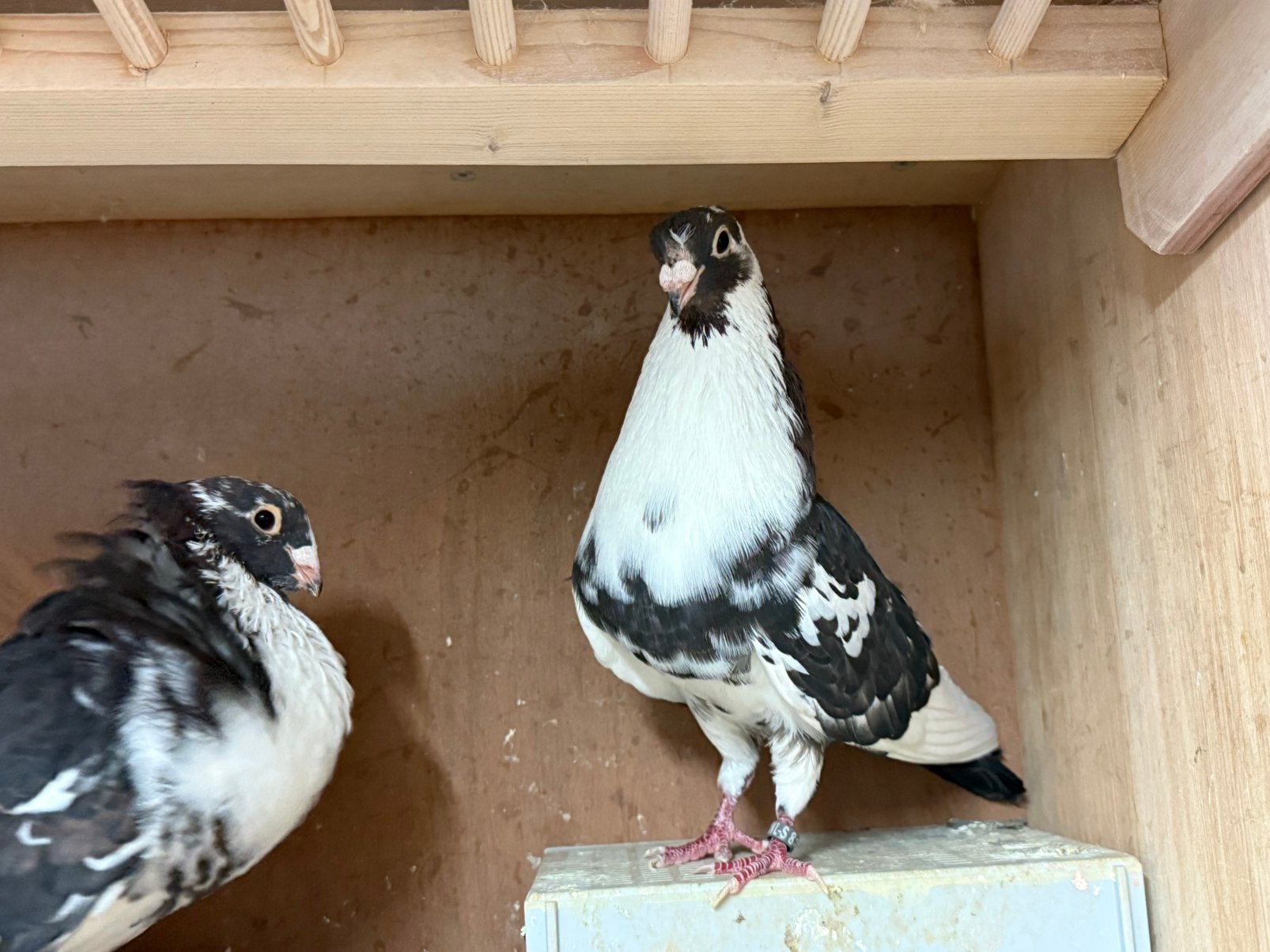 Moroncelo, Meerdere dieren, Kropper
