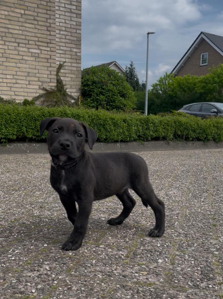 Laatste PITTWEILER  reu, 8 tot 15 weken, Eén hond, Nederland, Particulier