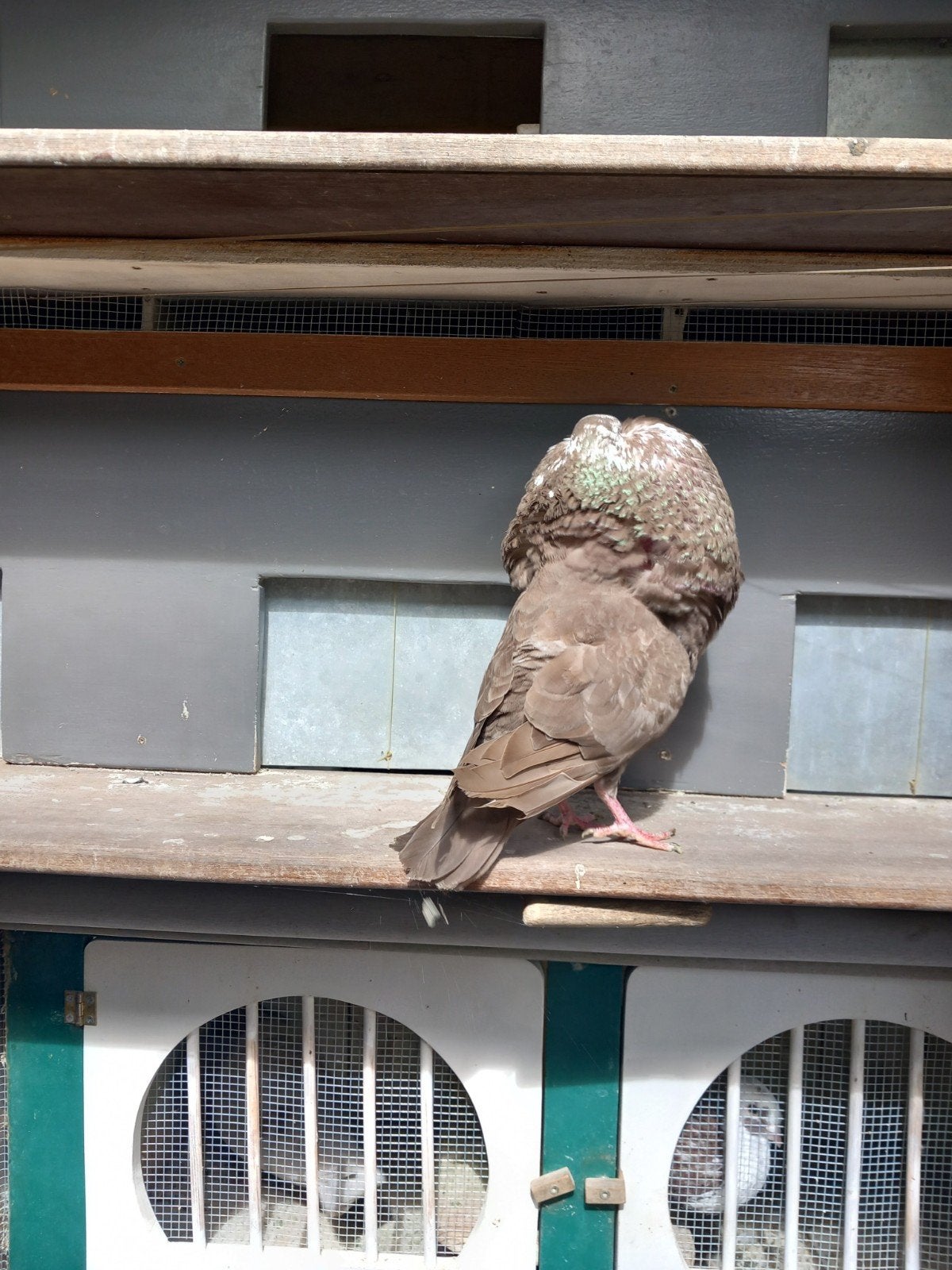 kropper gaditano duivin, Dieren en Toebehoren, Vrouwelijk, Kropper
