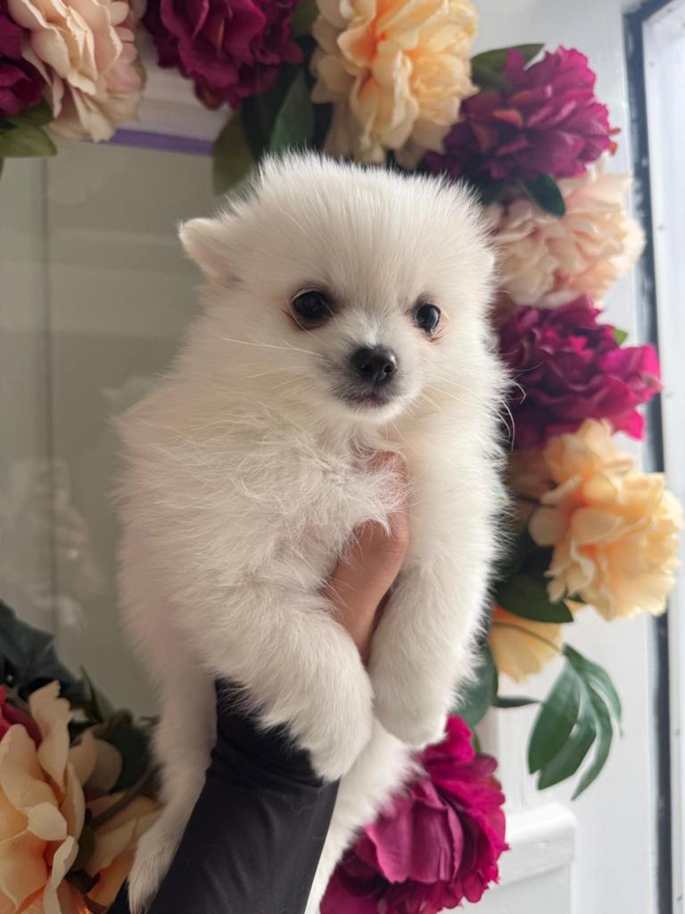 Pomchi Pups Puppy’s, Overige rassen, 8 tot 15 weken, Parvo, Meerdere