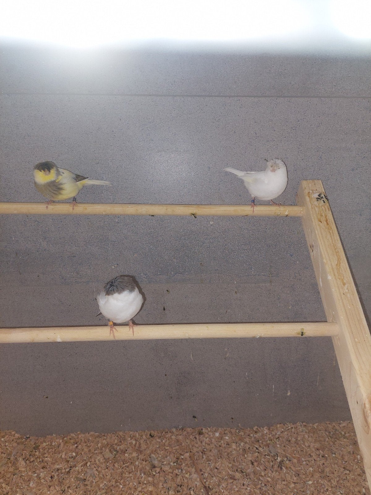 Glosters kanarie mannen, Dieren en Toebehoren, Mannelijk, Geringd