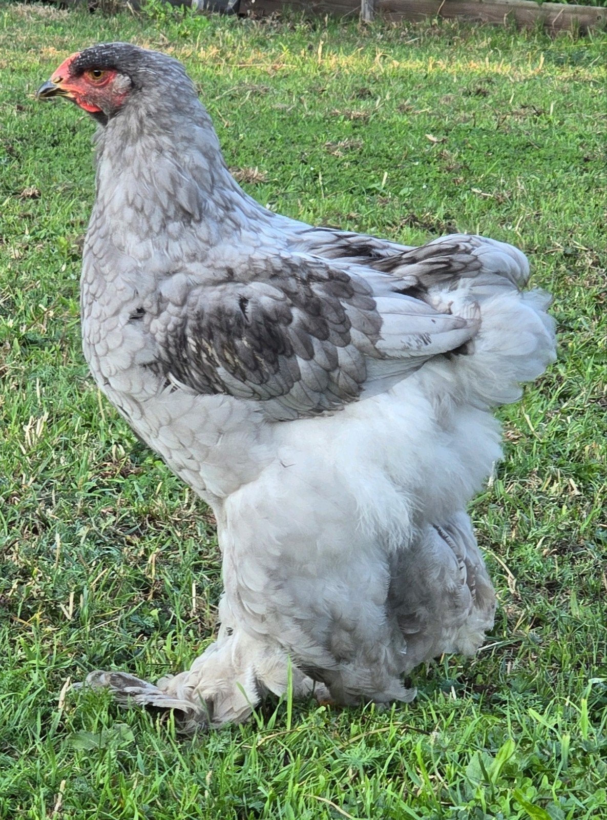 Lieve jonge tamme raszuivere Brahma s, Meerdere dieren, Kip