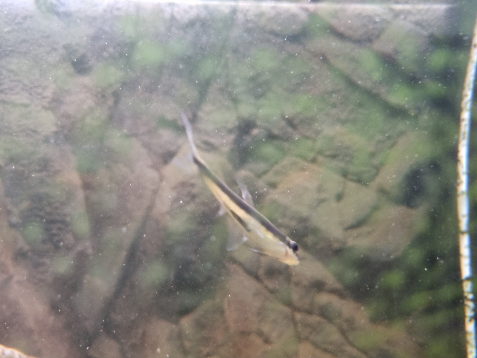 2 stuks Chinezen algen eter vissen, Dieren en Toebehoren, Vissen | Aquariumvissen, Vis