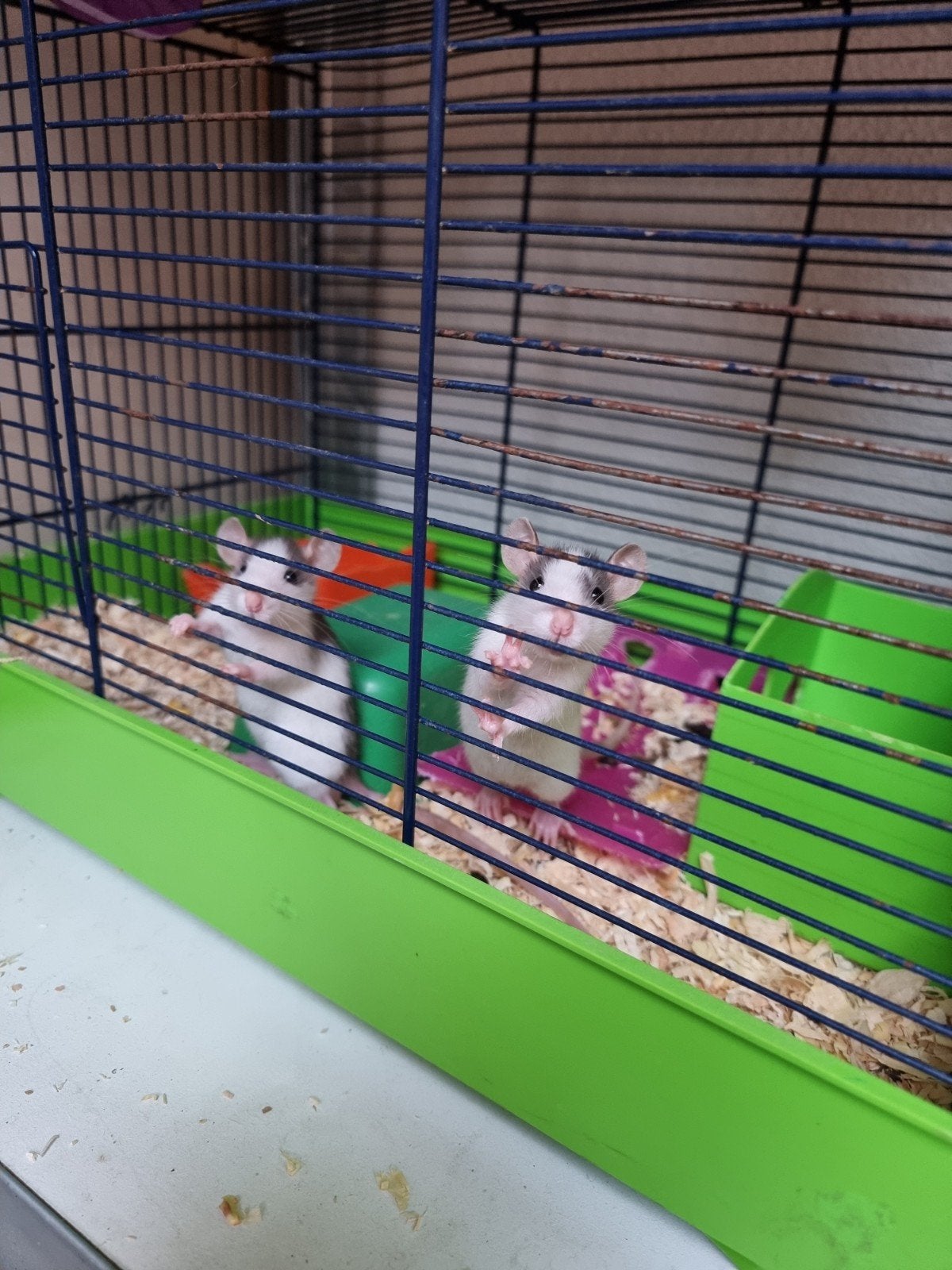 2 vrouwelijke dumbo rittens, Dieren en Toebehoren, Juli, Mannelijk, Rat