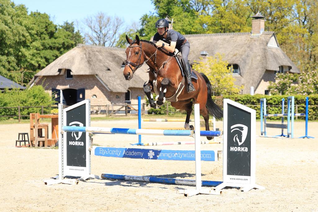Lieve 7 jarige ruin vriendelijke reus, Springpaard, Ruin, 170 tot 175 cm, L