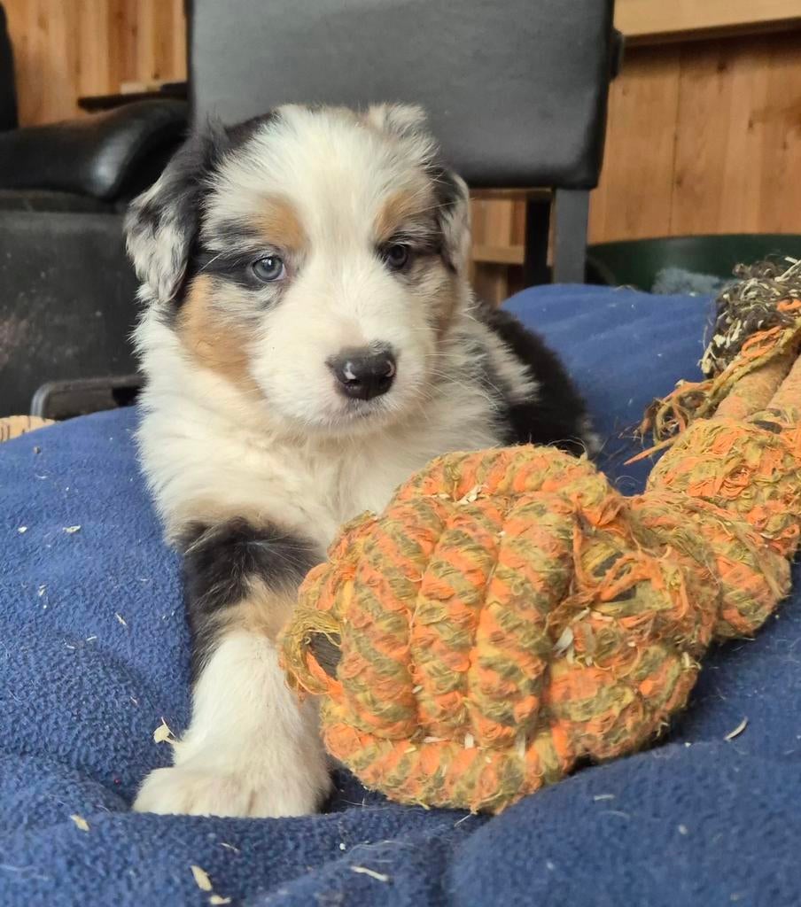 Australian shepherd x Berner Sennen (25%) pups, Dieren en Toebehoren, Nederland, Parvo, Overige rassen, 8 tot 15 weken