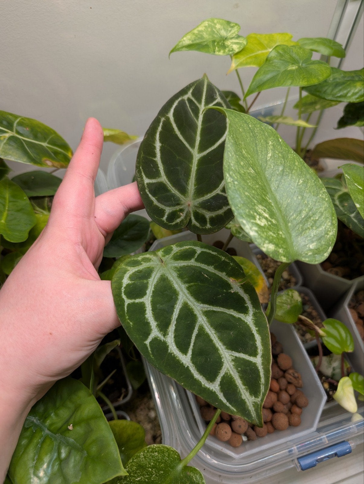 (Greige x DocBlock F2) x (Sweetlove x Pedaradiatum Var.), Ophalen of Verzenden, Halfschaduw, Minder dan 100 cm