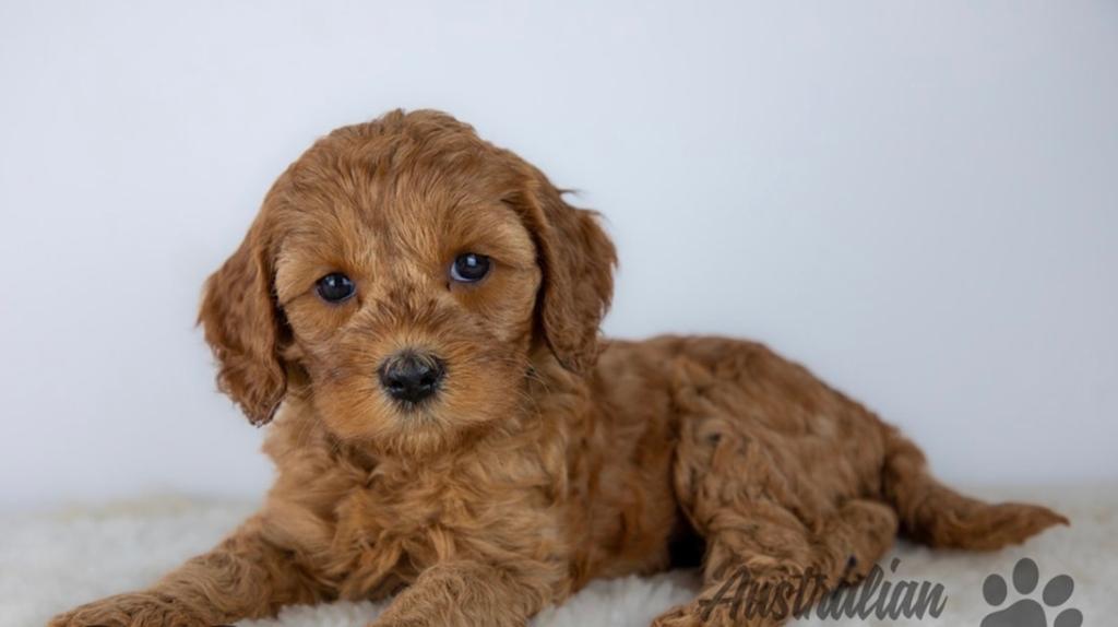 Gezocht labradoodel pup MINI medio begin augustus, Dieren en Toebehoren, Overige rassen, Teef, Eén hond, Nederland