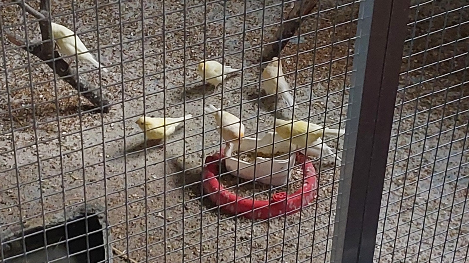 kanarie, Dieren en Toebehoren, Meerdere dieren, Kleurkanarie