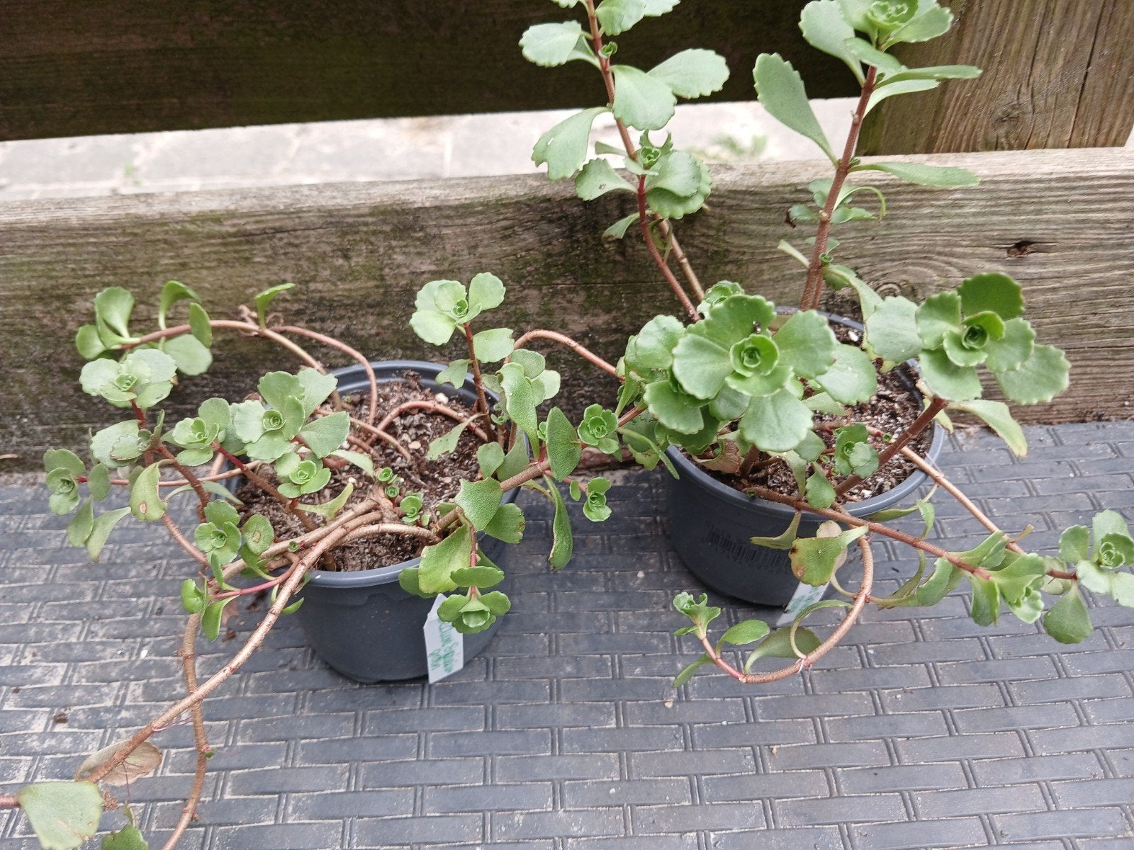 Sedum spurium, roze bloemen, Ophalen, Overige soorten, Volle zon