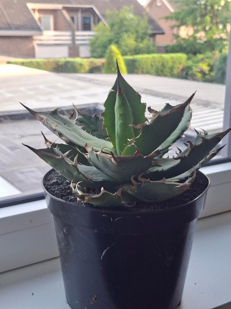 Agave titanota, Overige soorten, Volle zon, Vaste plant, Ophalen of Verzenden