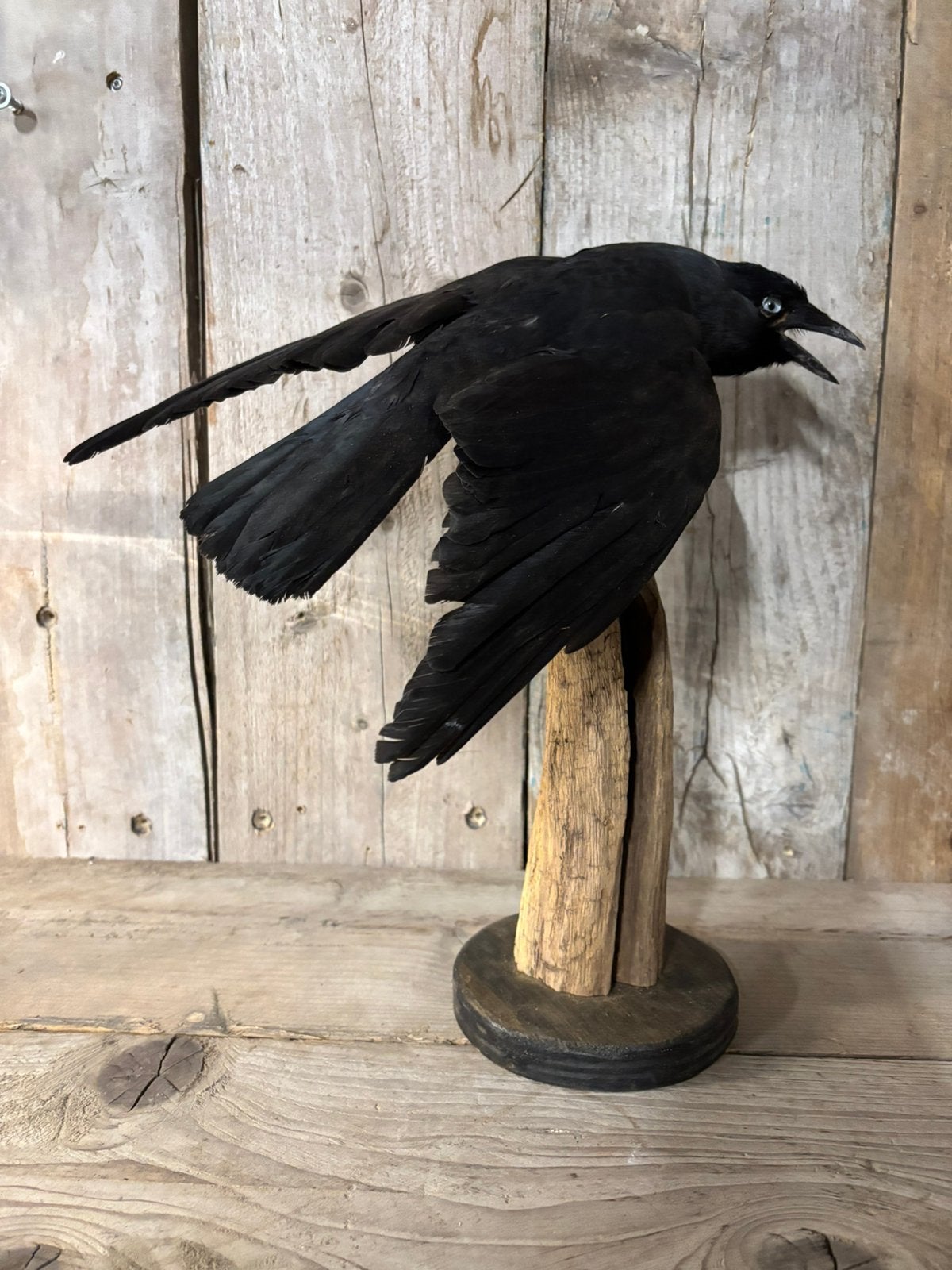 Mooi nieuw opgezette Kauw (2), Ophalen of Verzenden, Nieuw, Vogel, Opgezet dier