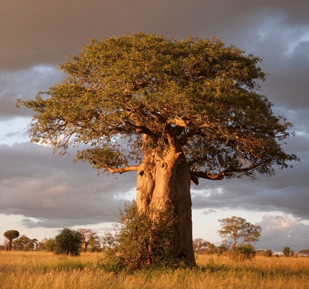 Baobab zaden, Ophalen of Verzenden, Volle zon