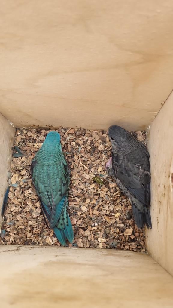 Jonge Catarina parkiete, Dieren en Toebehoren, Vogels | Parkieten en Papegaaien