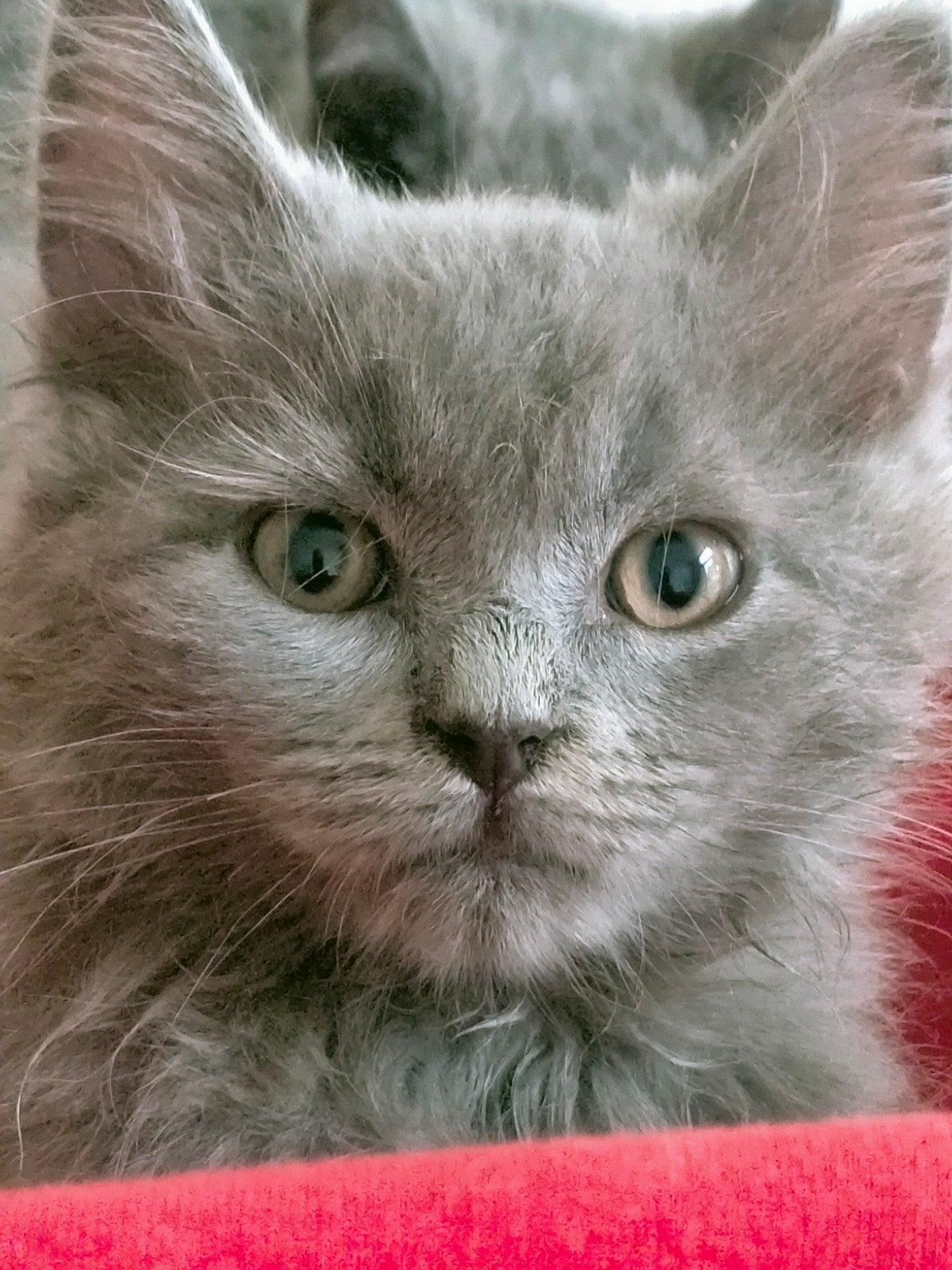 Britse korthaar kittens,