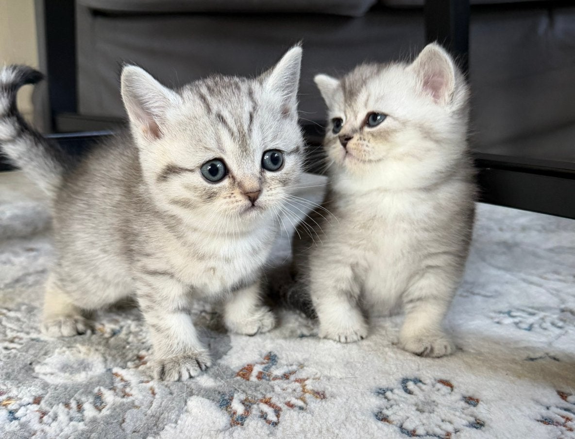 Raszuivere Britse Korthaar ( Exclusive Kleuren ), Kater, Ontwormd, 0 tot 2 jaar