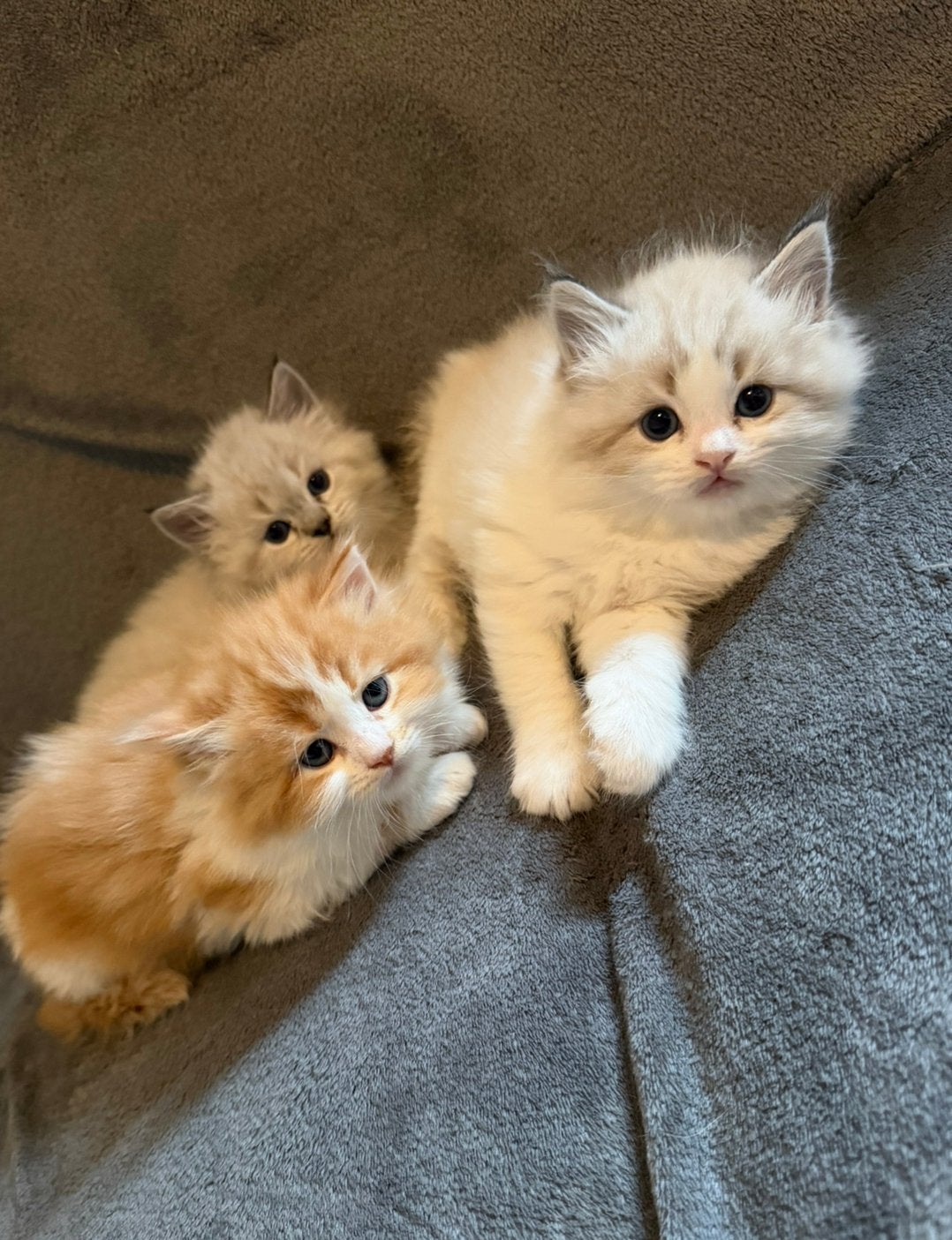 3 prachtige Russische Main Coon kittens met blauwe ogen!, Dieren en Toebehoren, Meerdere dieren, Ontwormd