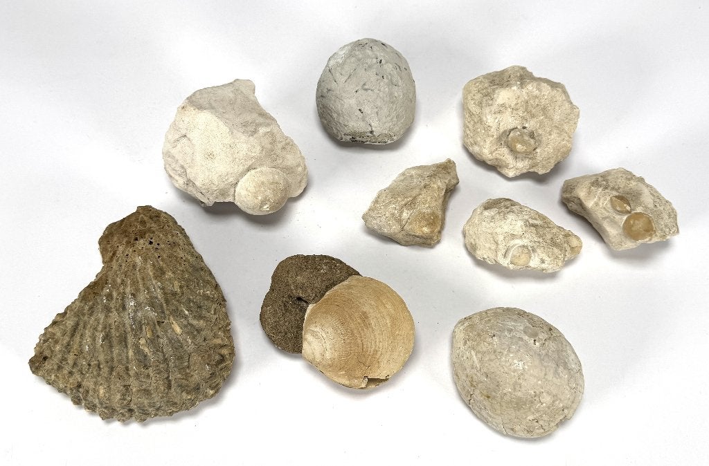 1308. Kalkstenen fossielen - brachiopoden en bivalven, Verzamelen, Ophalen, Fossiel