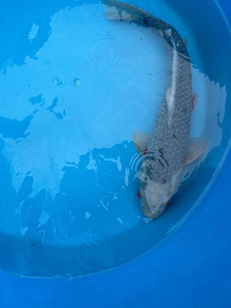 asagi en een beni kikokuryu, Karper of Koi