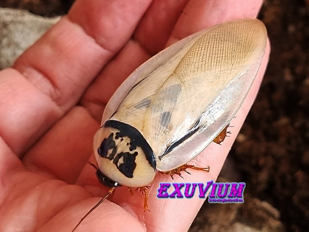 Eublaberus distanti Ivory (Ivory-head roach) kakkerlakken, Dieren en Toebehoren, Overige soorten
