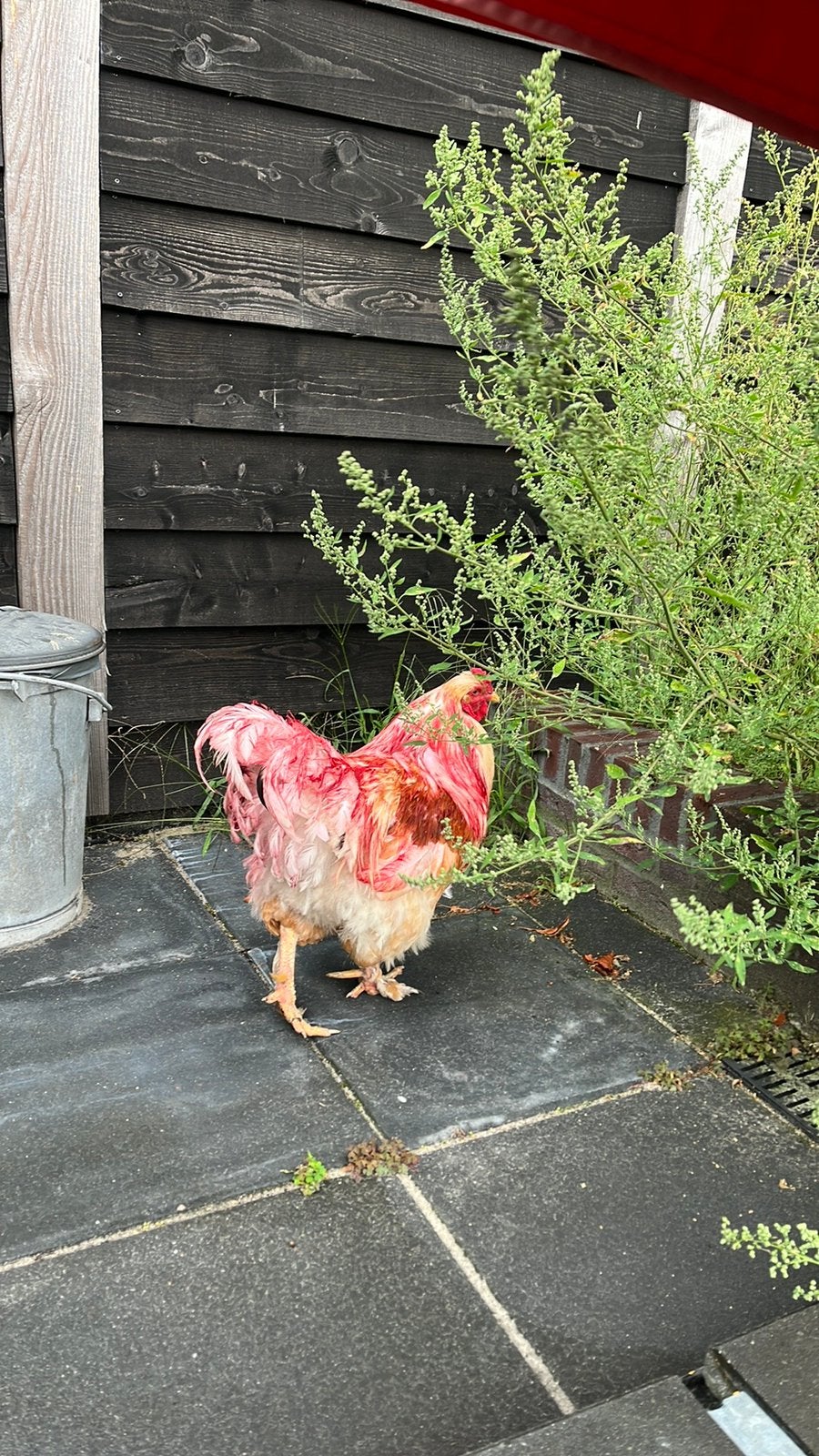 Haan, Dieren en Toebehoren, Pluimvee, Mannelijk, Kip