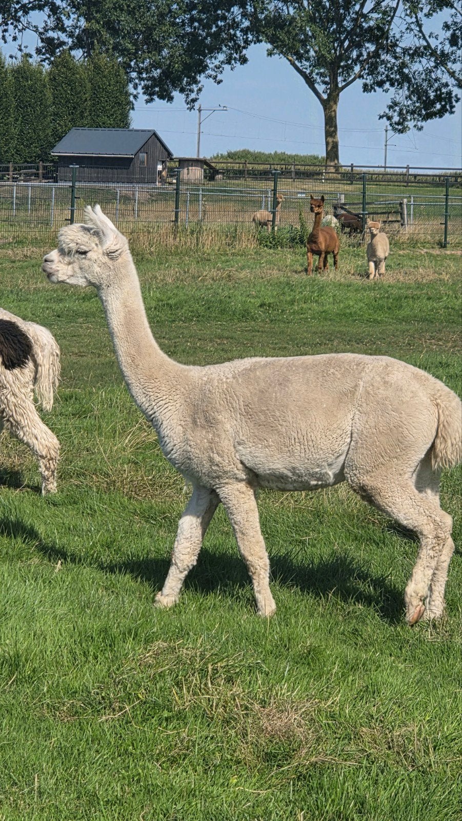 Mooie witte alpaca fokmerrie., Dieren en Toebehoren, Juli, Vrouwelijk