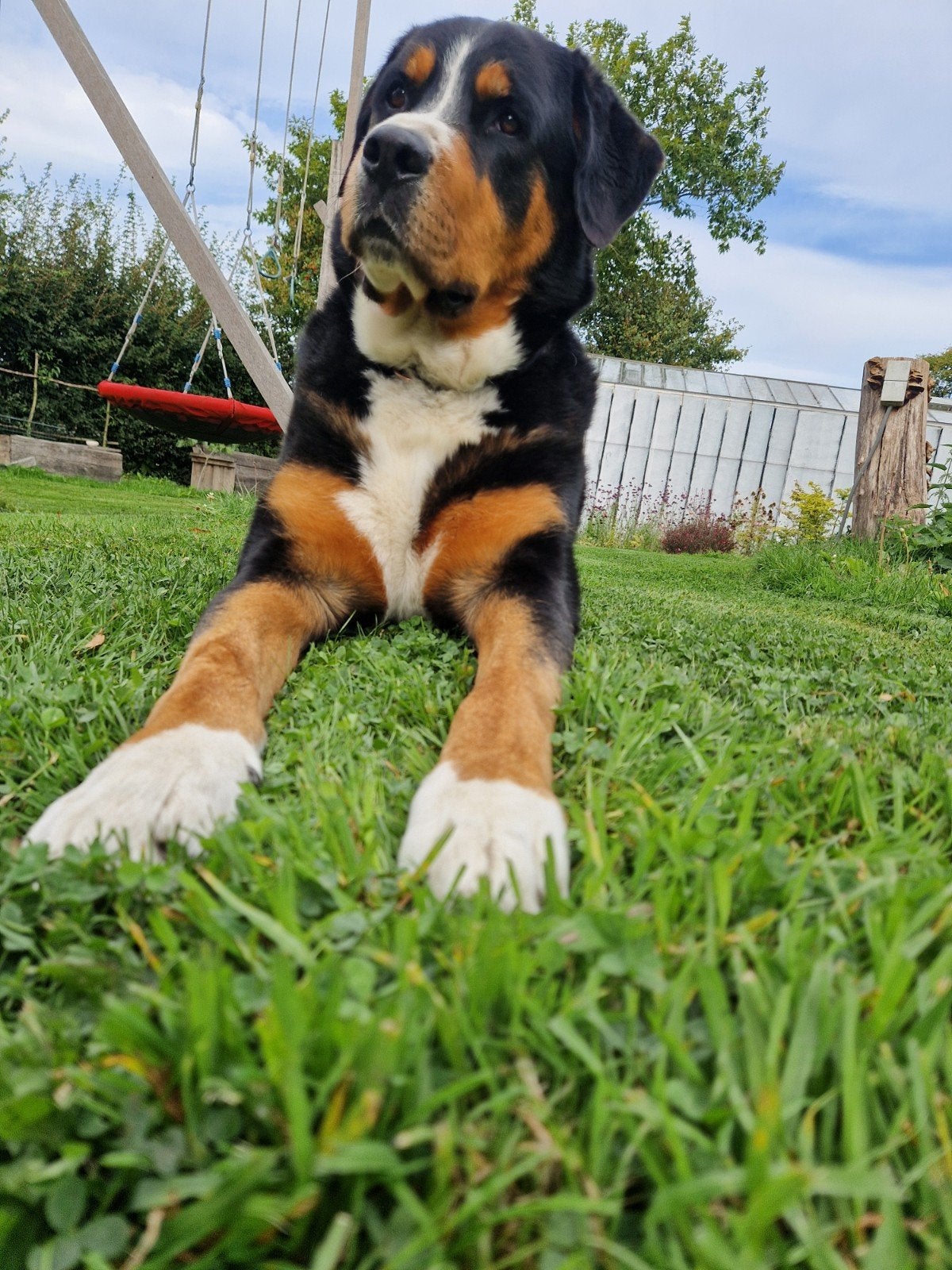 Puppy gezocht: rottweiler x Sennenhond of vergelijkbaar, Reu, 8 tot 15 weken, Eén hond, Rottweiler