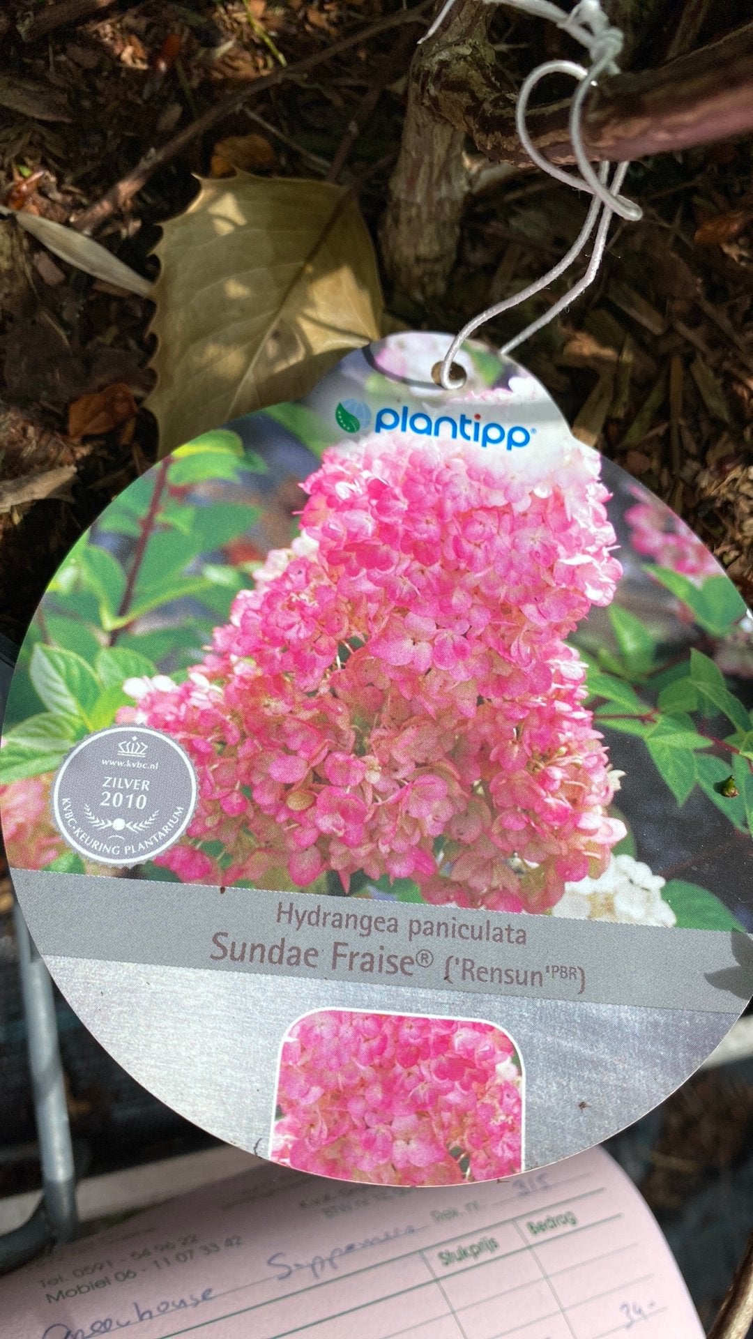 Hortensia Paniculata Sundae Fraise (Rensun), Volle zon, Vaste plant, Zomer, Ophalen