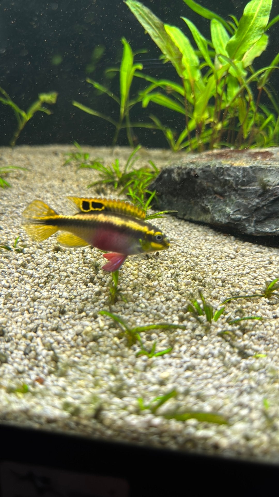 Kersenbuik, Dieren en Toebehoren, Vis, Zoetwatervis