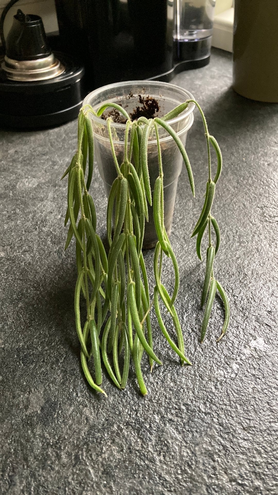 Hoya Liniares, Huis en Inrichting, Ophalen of Verzenden, Halfschaduw, Minder dan 100 cm