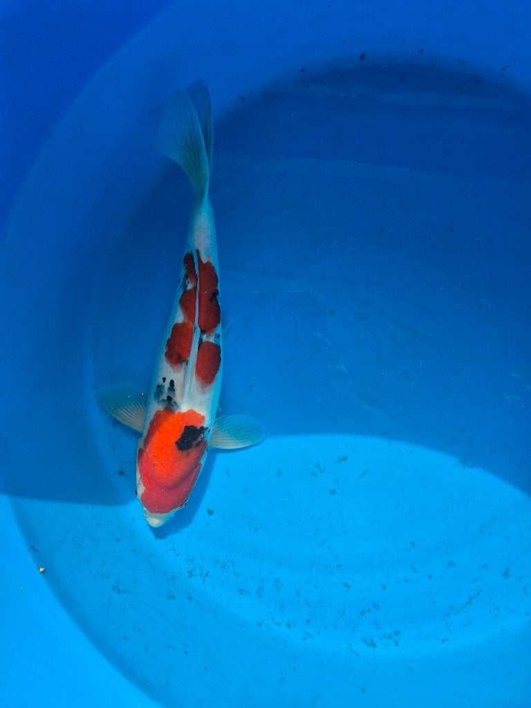 Mooie Sanke, Dieren en Toebehoren, Karper of Koi