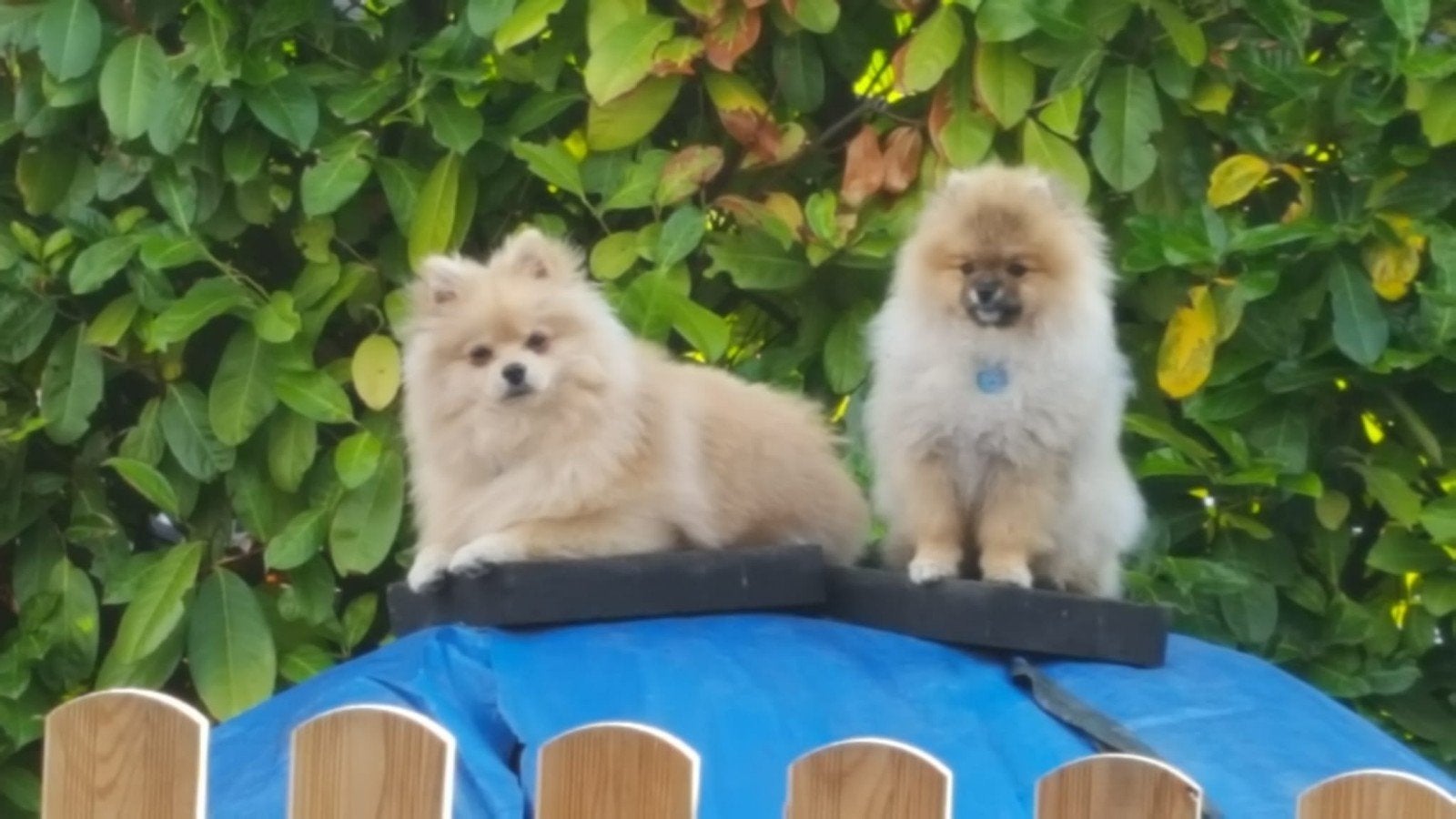 2 pommeriaantjes, 6 jaar of ouder, Particulier, Rabiës (hondsdolheid), Buitenland