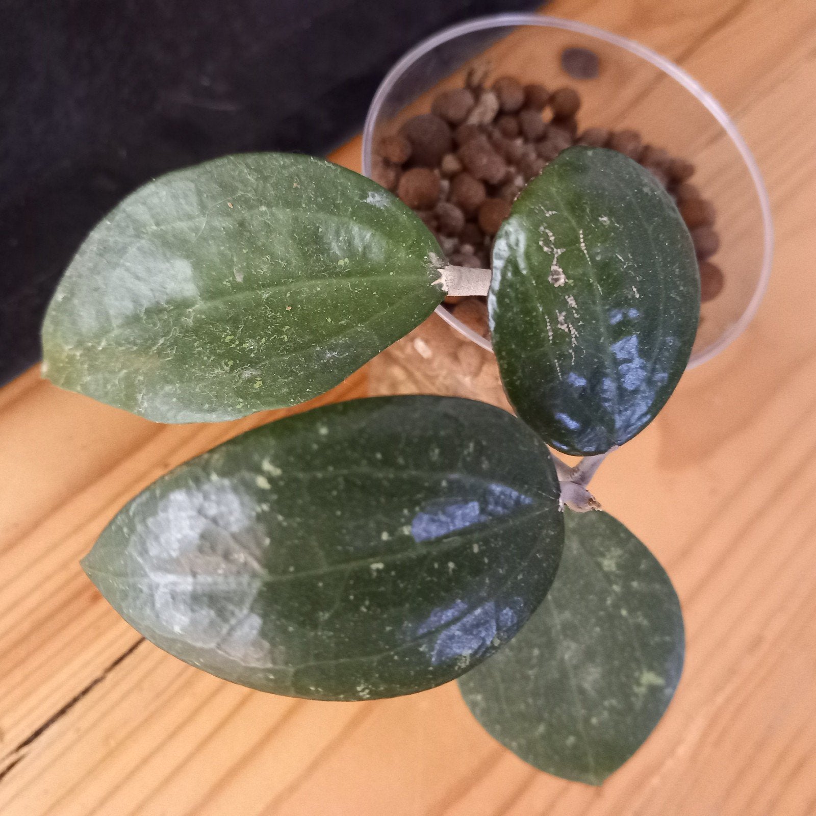hoya sp pati stek nr 3-16, Huis en Inrichting, Kamerplanten, Ophalen of Verzenden, Halfschaduw, Minder dan 100 cm
