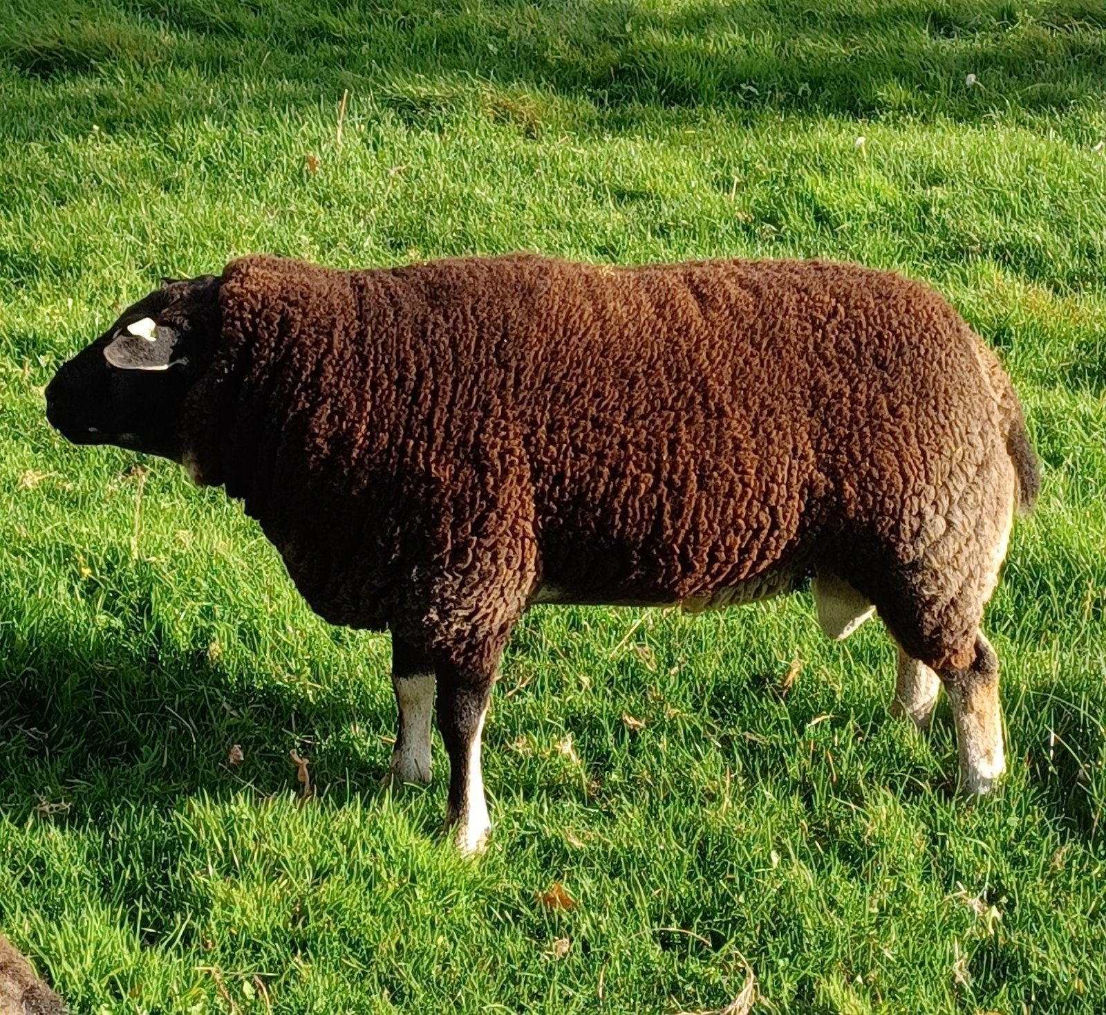 Dassekop Texelaar dekram, Dieren en Toebehoren, Mannelijk, Schaap, 0 tot 2 jaar