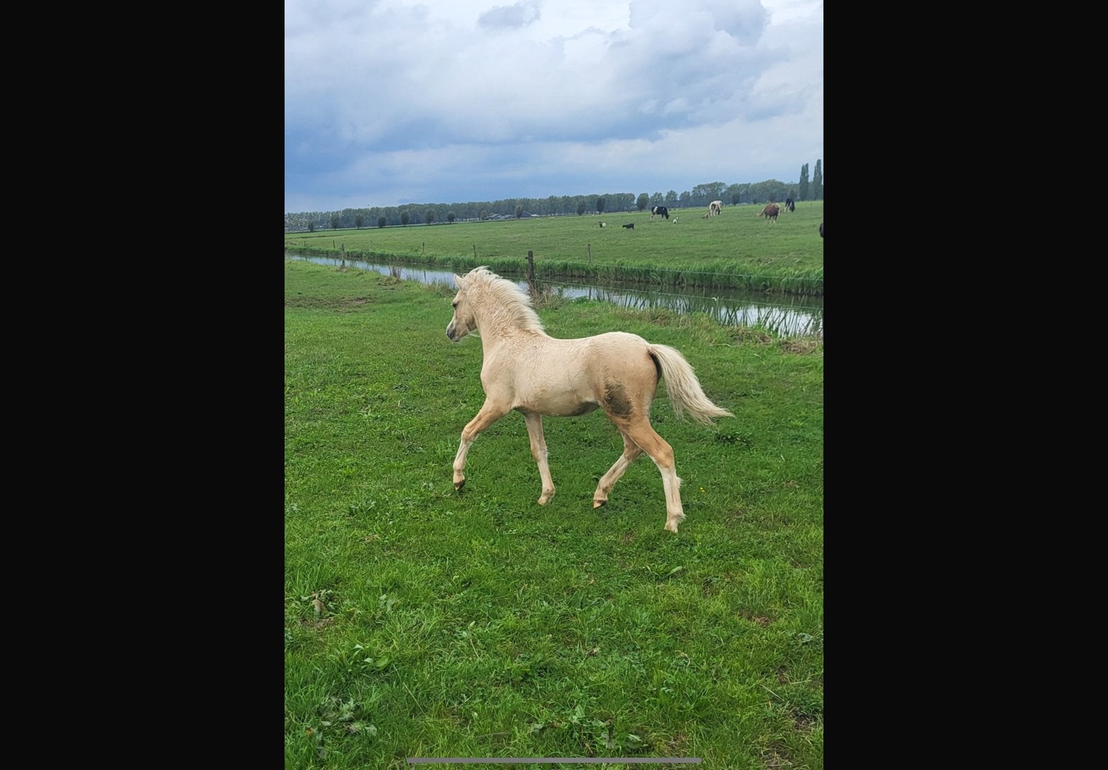 Super mooi welsh merrie veulen, Dieren en Toebehoren, Merrie, 0 tot 2 jaar