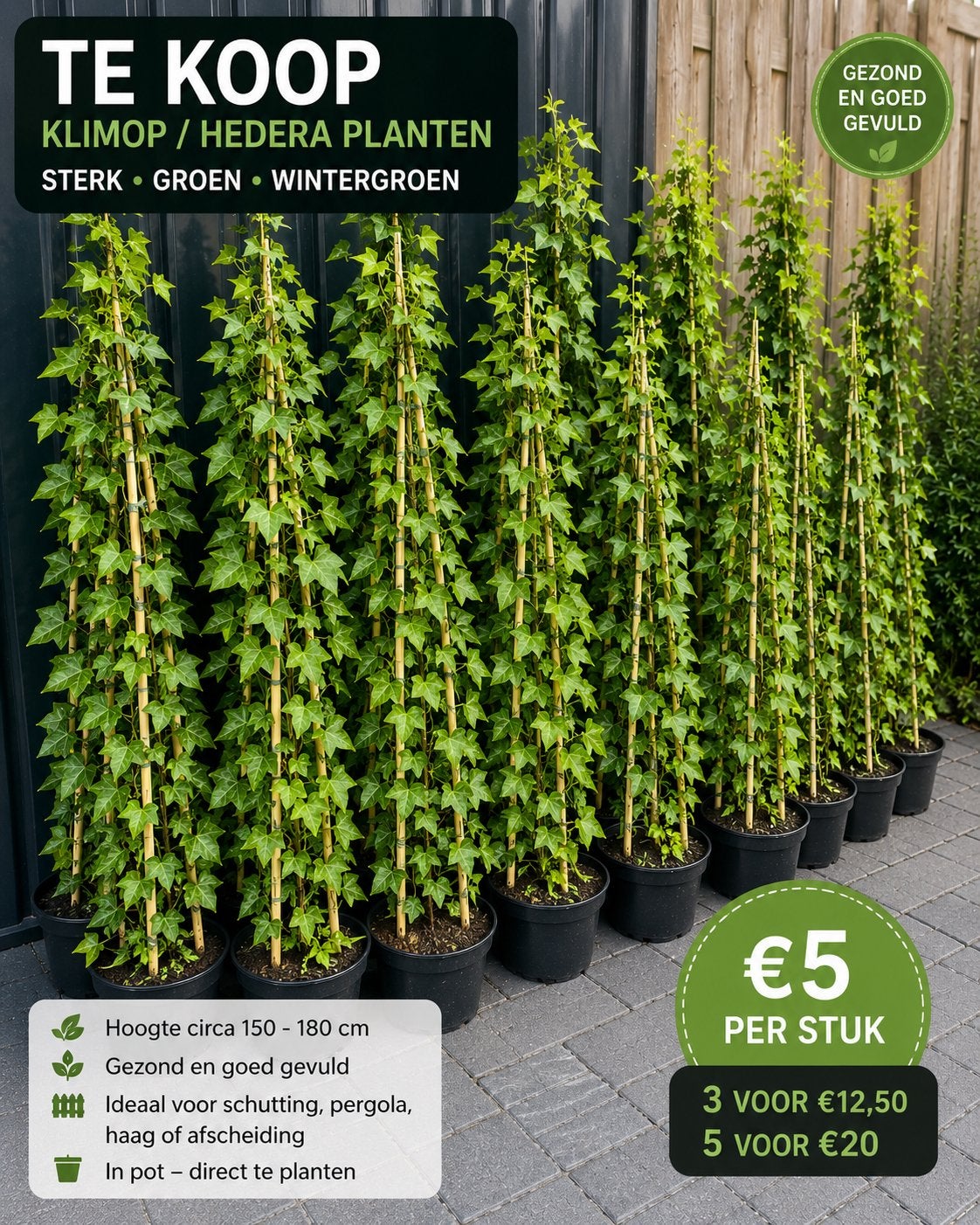 Klimop / Hedera Planten - Sterk, Groen & Wintergroen, Tuin en Terras, Ophalen of Verzenden, Vaste plant, Klimplanten, Halfschaduw