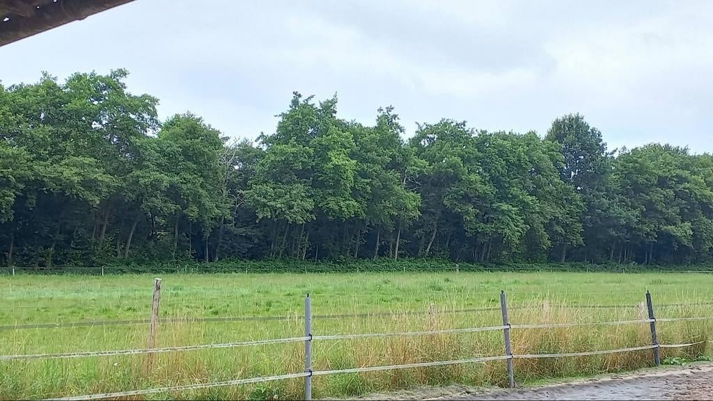 Weiland te huur gevraagt voor de maand juli, Dieren en Toebehoren