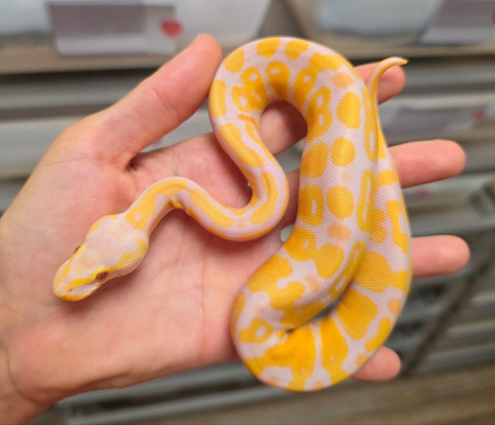 Lavender Albino 66%Clown Python Regius/Koningspython, Dieren en Toebehoren, Slang, 0 tot 2 jaar