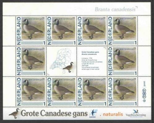 Vogels in Nederland Vel Grote Canadese gans, Ophalen of Verzenden, Postfris
