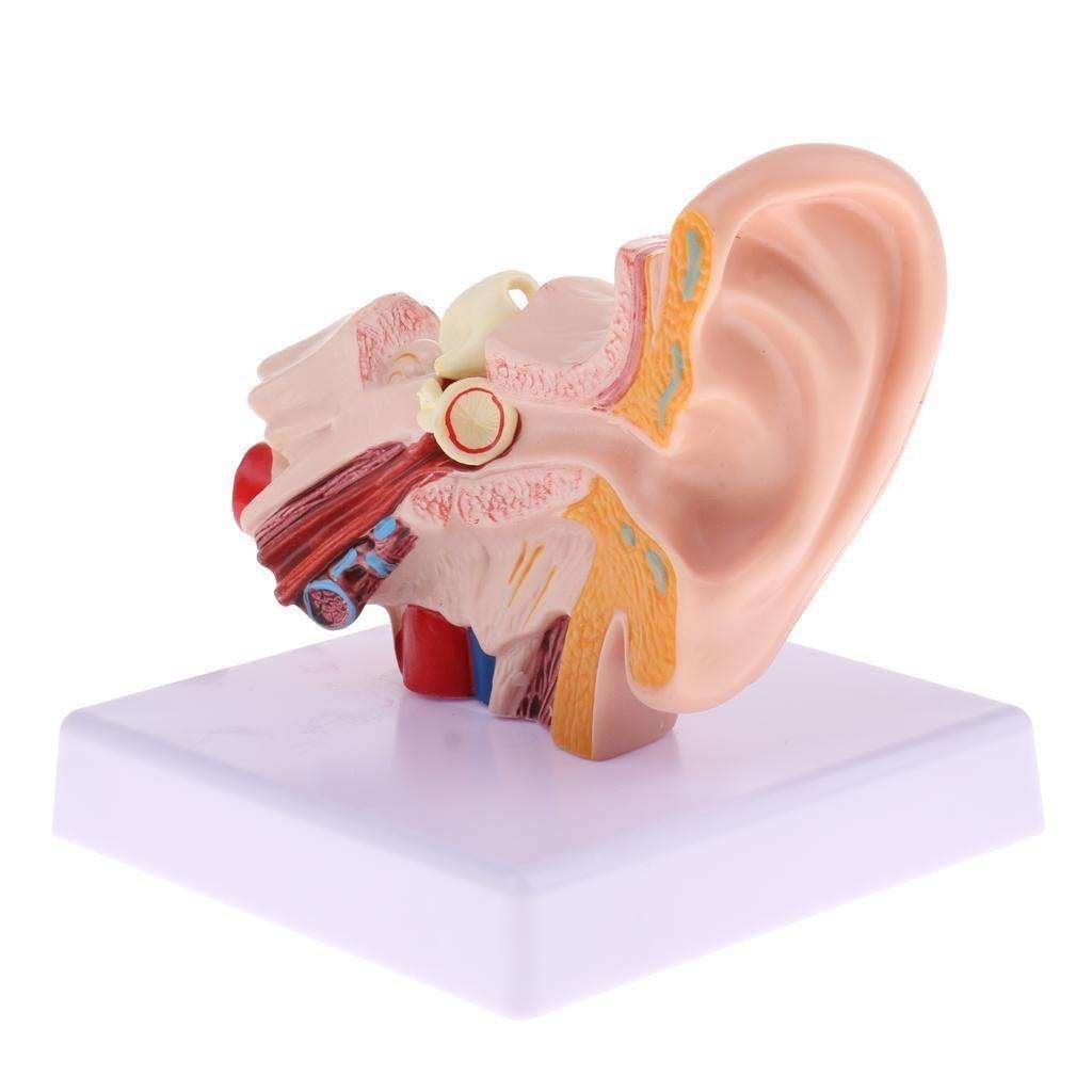 Oor Menselijk Anatomie Model / School Medisch Mens, Verzenden, Nieuw