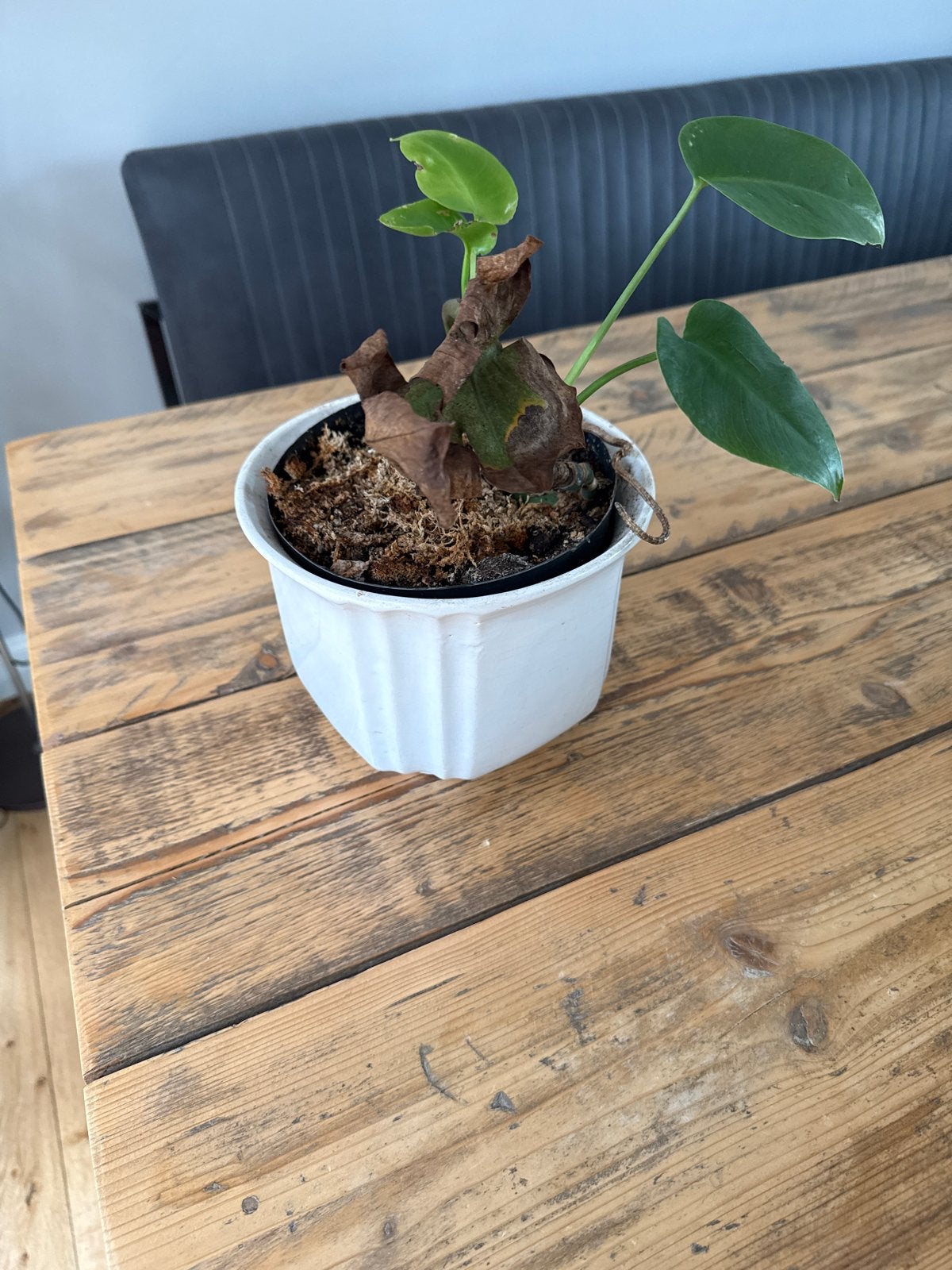 Monstera stekje in pot, Ophalen, Overige soorten, Halfschaduw, In pot