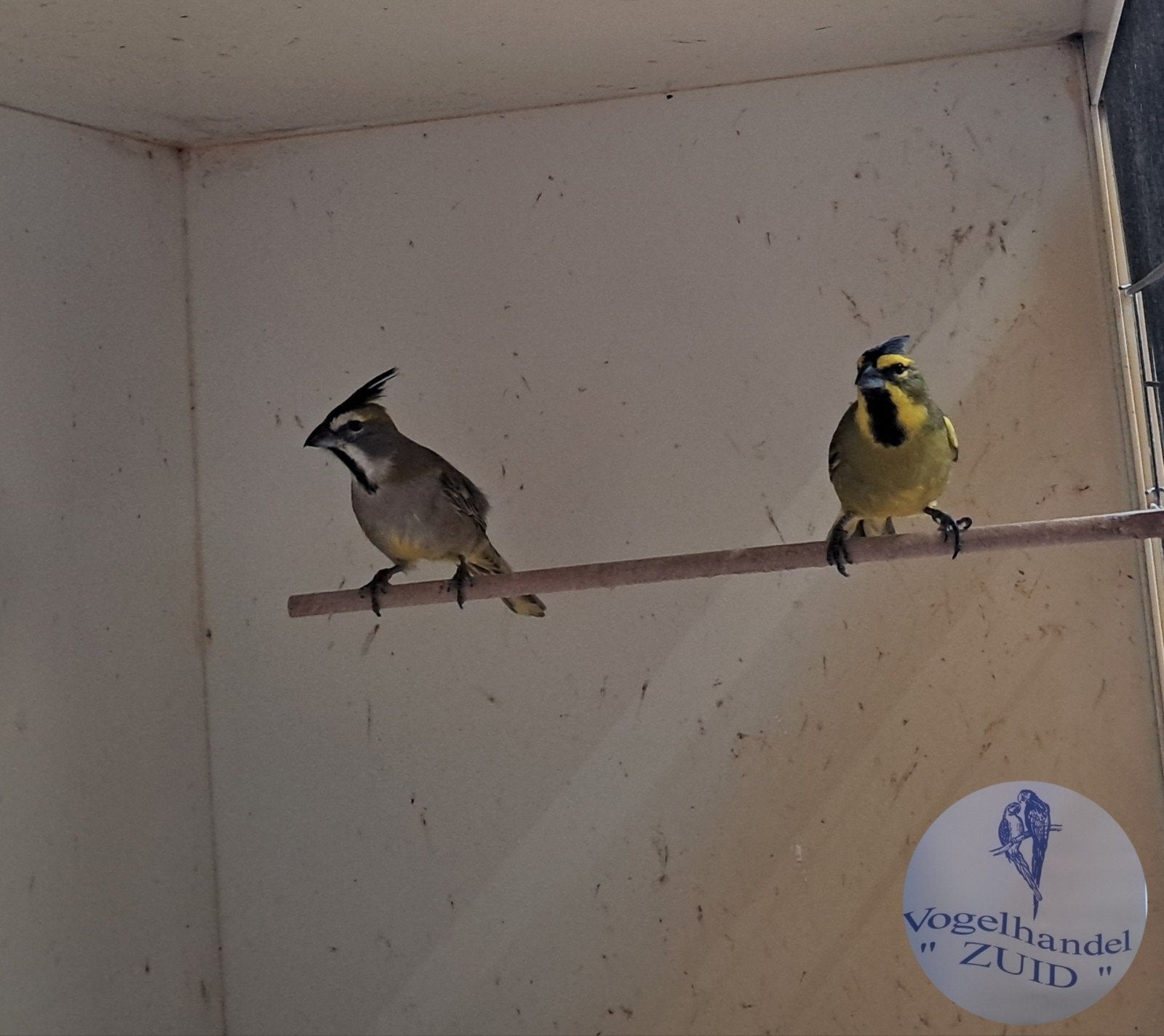 1-1 groene kardinalen, Dieren en Toebehoren, Vogels | Overige Vogels, Meerdere dieren, Tropenvogel, Geringd