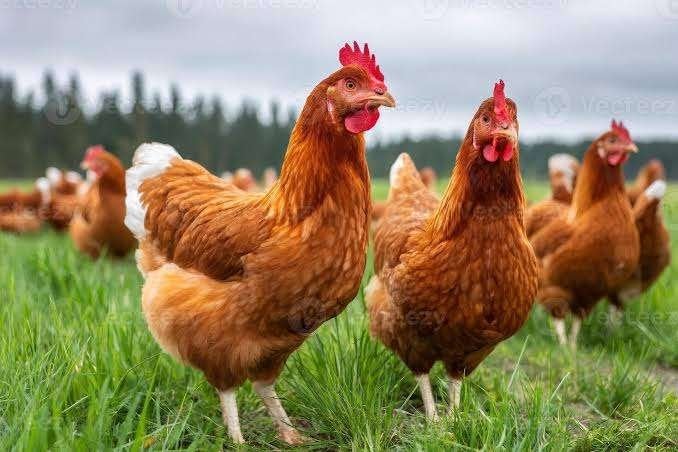 Barnevelder kippen en Leghorn kippen., Dieren en Toebehoren, Pluimvee, Vrouwelijk, Kip
