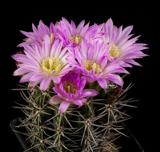 cactus - Gymnocalycium horridispinum, Huis en Inrichting, Ophalen of Verzenden, Cactus, Volle zon, Minder dan 100 cm
