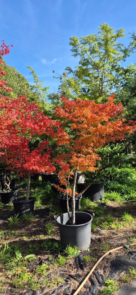 Acer  palmatum, Bloeit niet, Halfschaduw, 250 tot 400 cm, Overige soorten