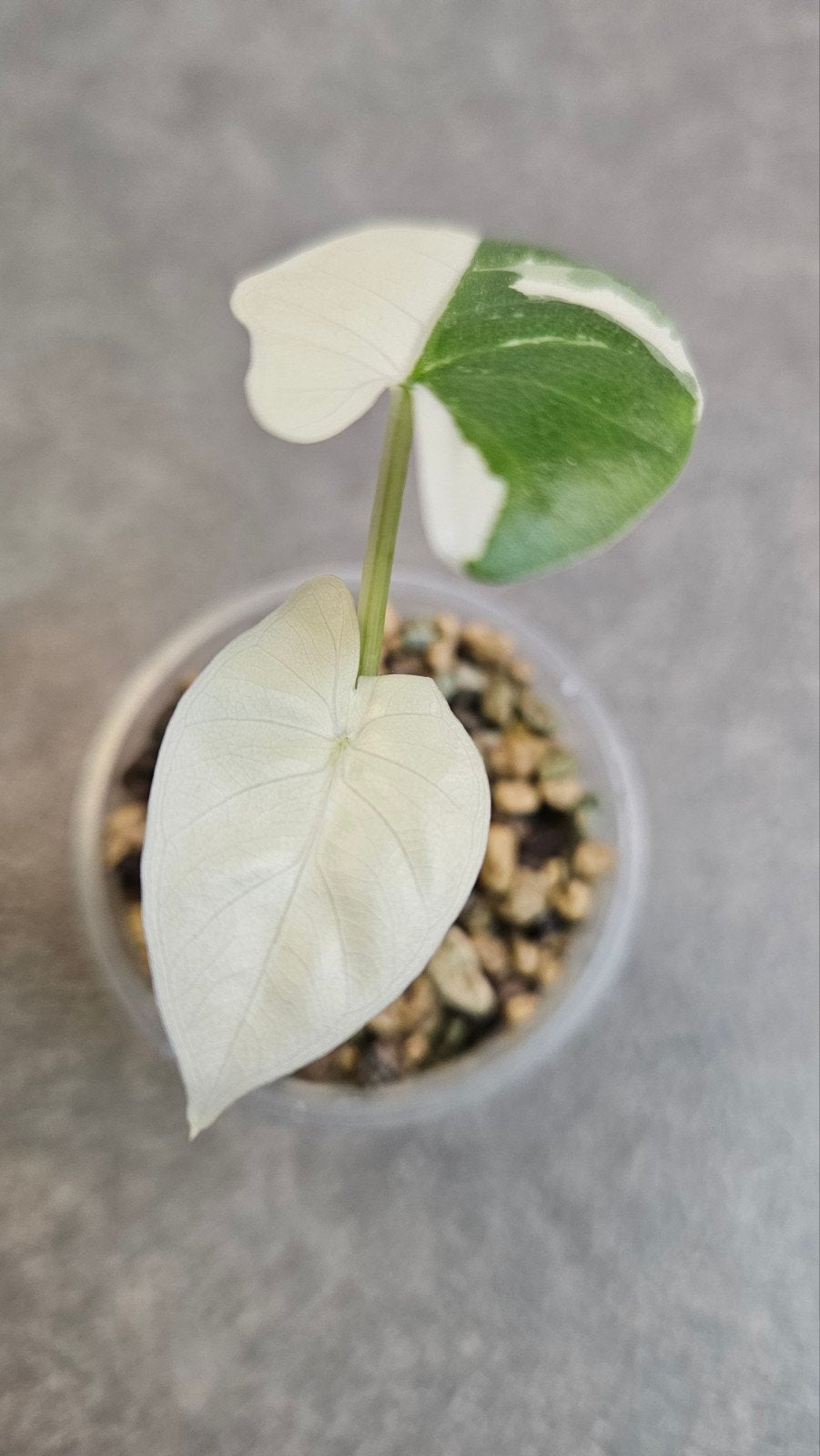 Alocasia Macrorrhiza Albo Variegata, Ophalen of Verzenden, Halfschaduw, Minder dan 100 cm