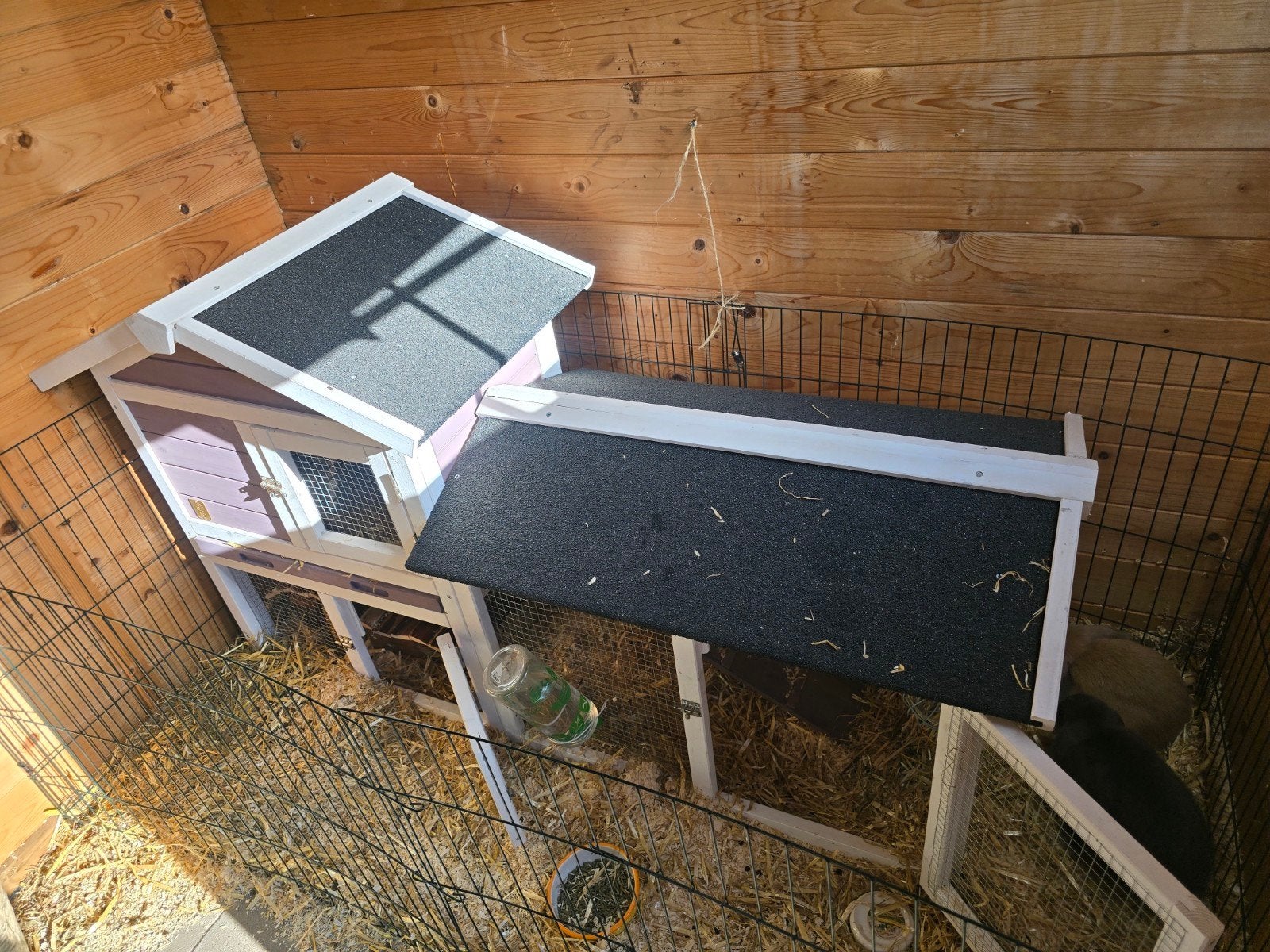 2 jonge konijnen van 2 maand oud met bijna nieuwe hok en ren, Dieren en Toebehoren, Konijnen, Meerdere dieren, Dwerg, Hangoor